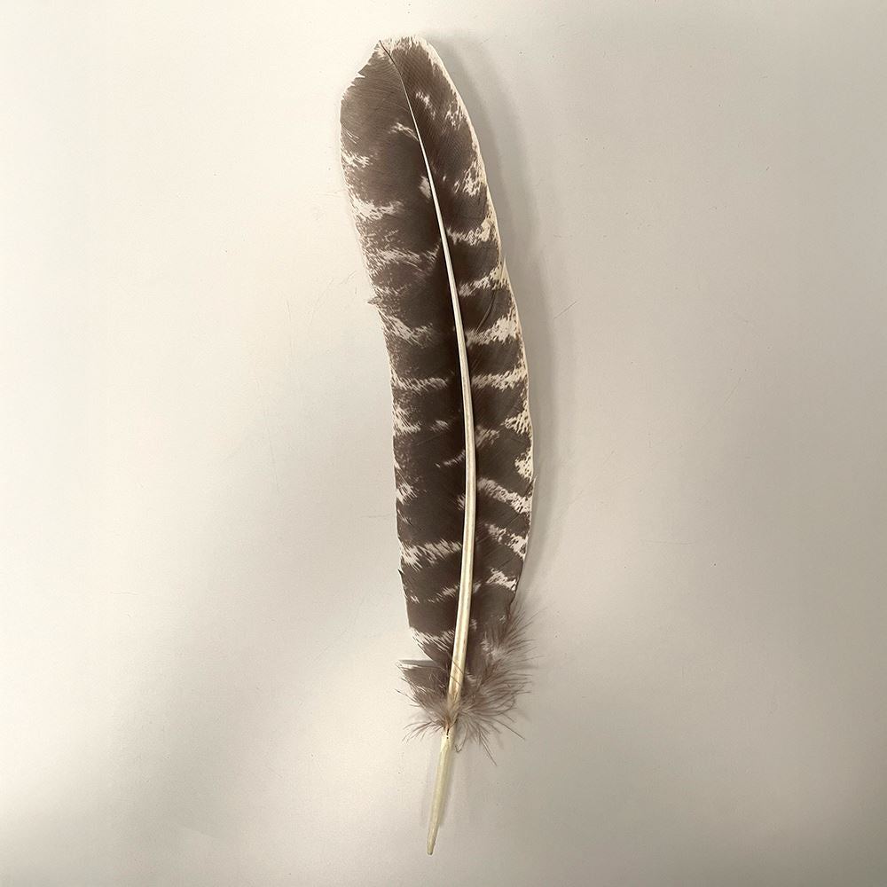 Turkey Feather, Natural, 10-12 inch, Pack of 3