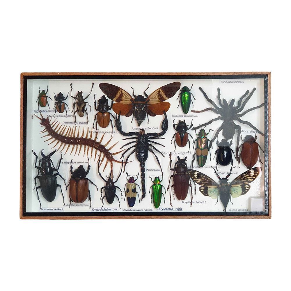 Taxidermy Boxed Insect Set, Medium, Assorted, Mounted Under Glass, 35.5x21cm