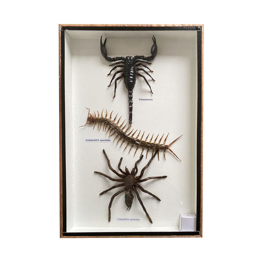 Taxidermy Poison Set, Mounted Under Glass, 30x20x3cm