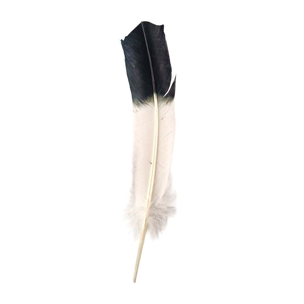 Turkey Feather, 10-12 inch, Single