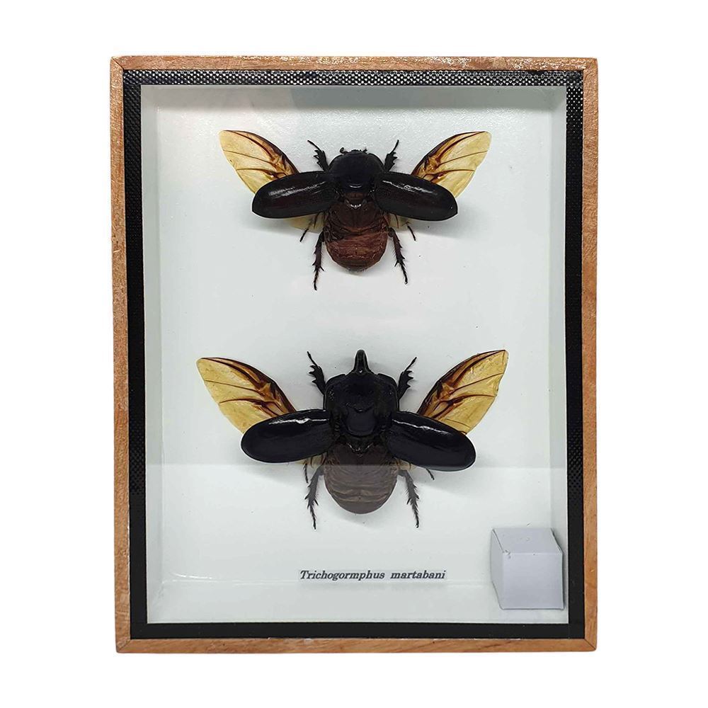 Taxidermy Dung Beetle, Pair, Mounted Under Glass, 15x20cm