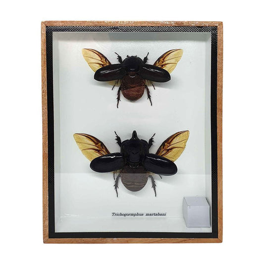 Taxidermy Dung Beetle, Pair, Mounted Under Glass, 15x20cm