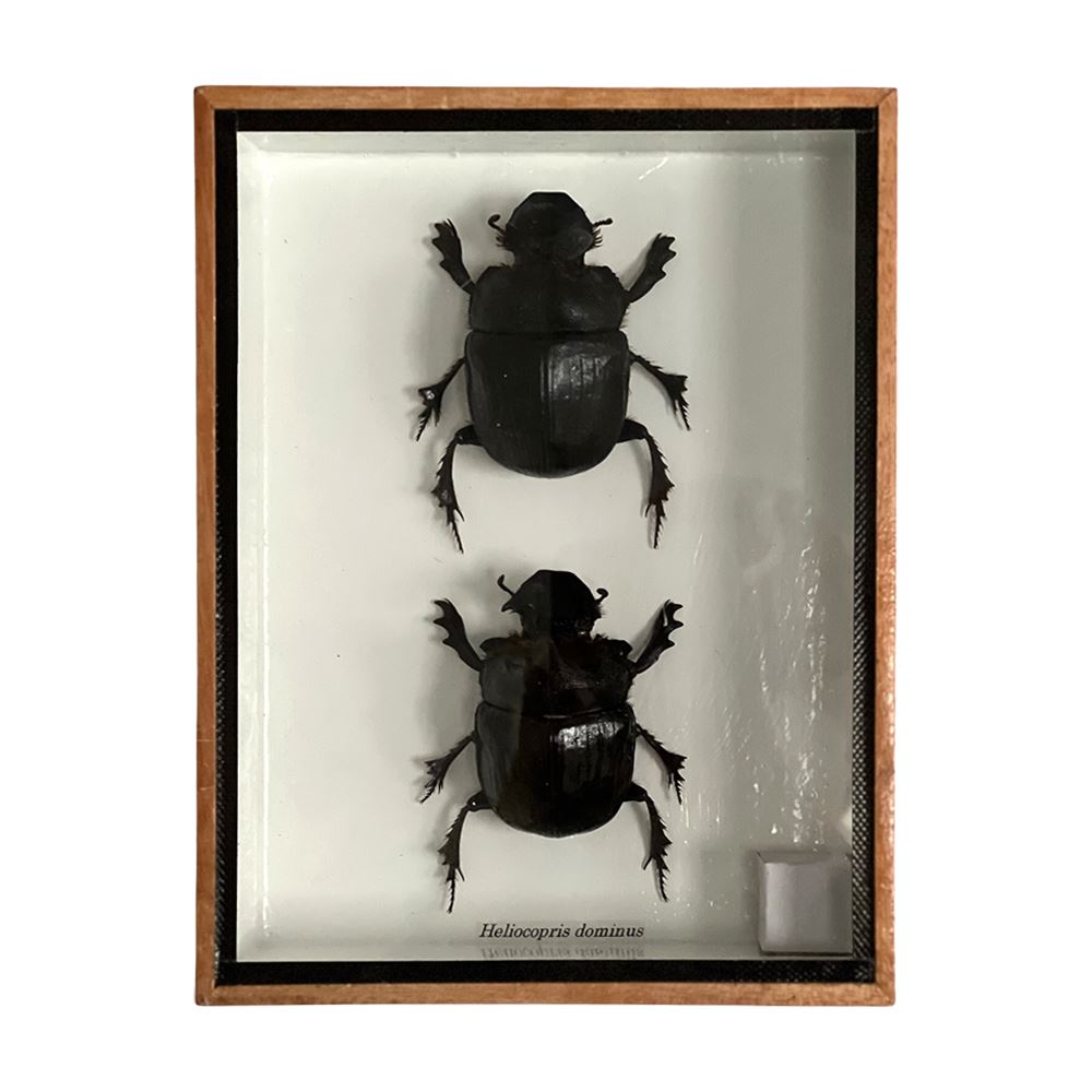 Taxidermy Dung Beetle, Pair, Mounted Under Glass, 20x15x5cm