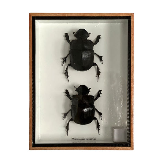 Taxidermy Dung Beetle, Pair, Mounted Under Glass, 20x15x5cm