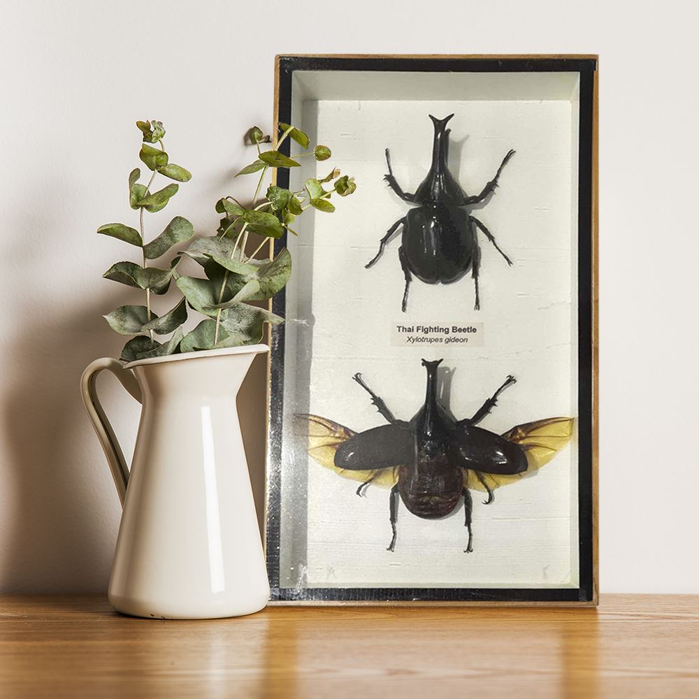 Taxidermy Fighting Beetle, Pair, Mounted Under Glass, 13x23cm