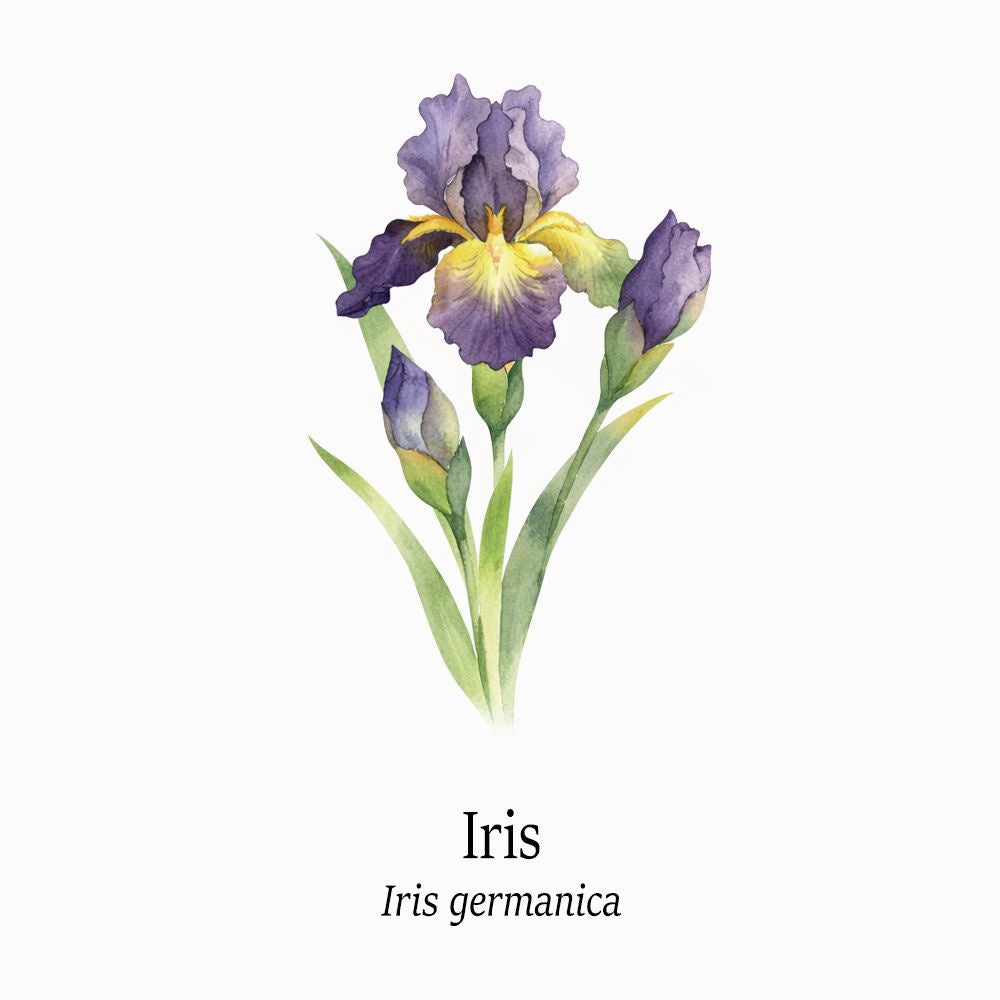 Petal Keepsakes Gemstone Bracelet, Iris