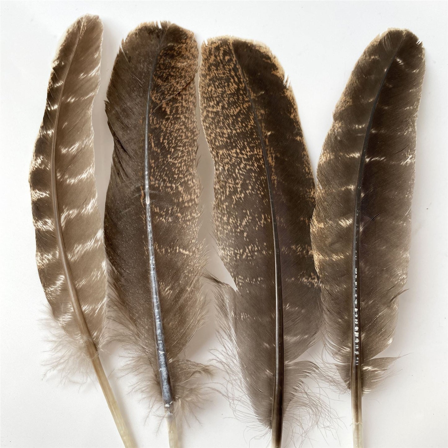 Turkey Smudge Feather, 8-10 inch