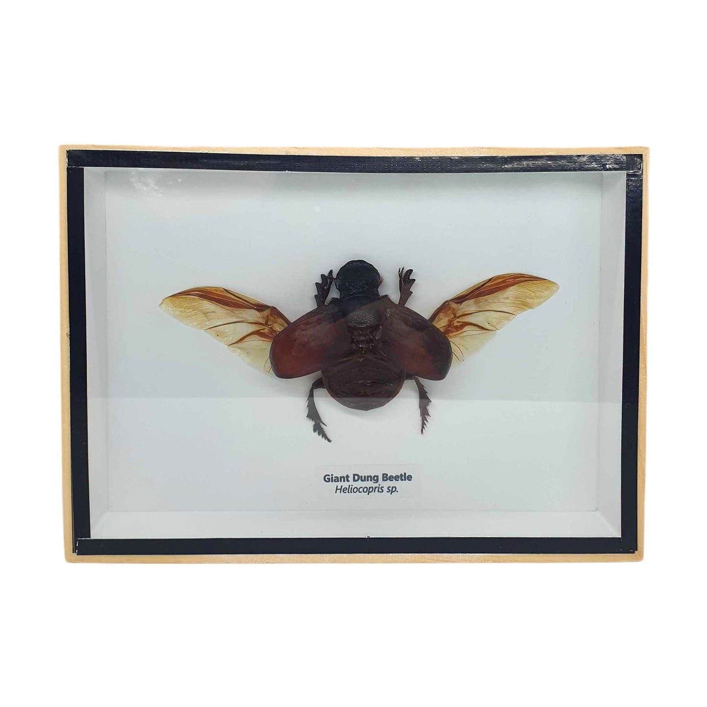 Taxidermy Dung Beetle, Mounted Under Glass, 18x13cm