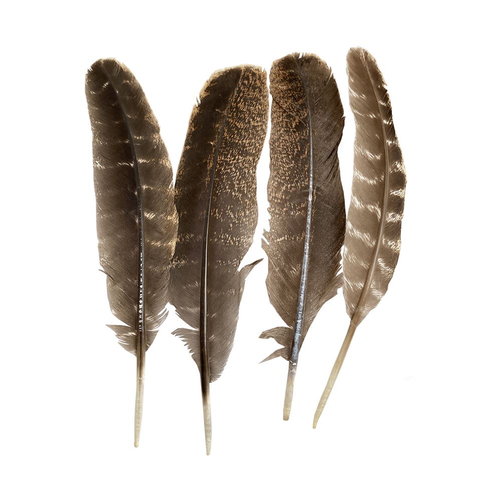 Turkey Smudge Feather, 8-10 inch