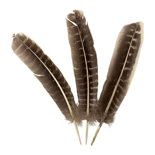 Turkey Feather, Natural, 10-12 inch, Pack of 3