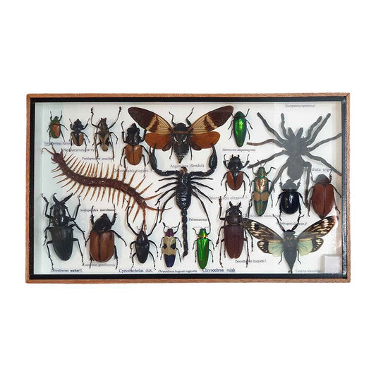 Taxidermy Boxed Insect Set, Medium, Assorted, Mounted Under Glass, 35.5x21cm