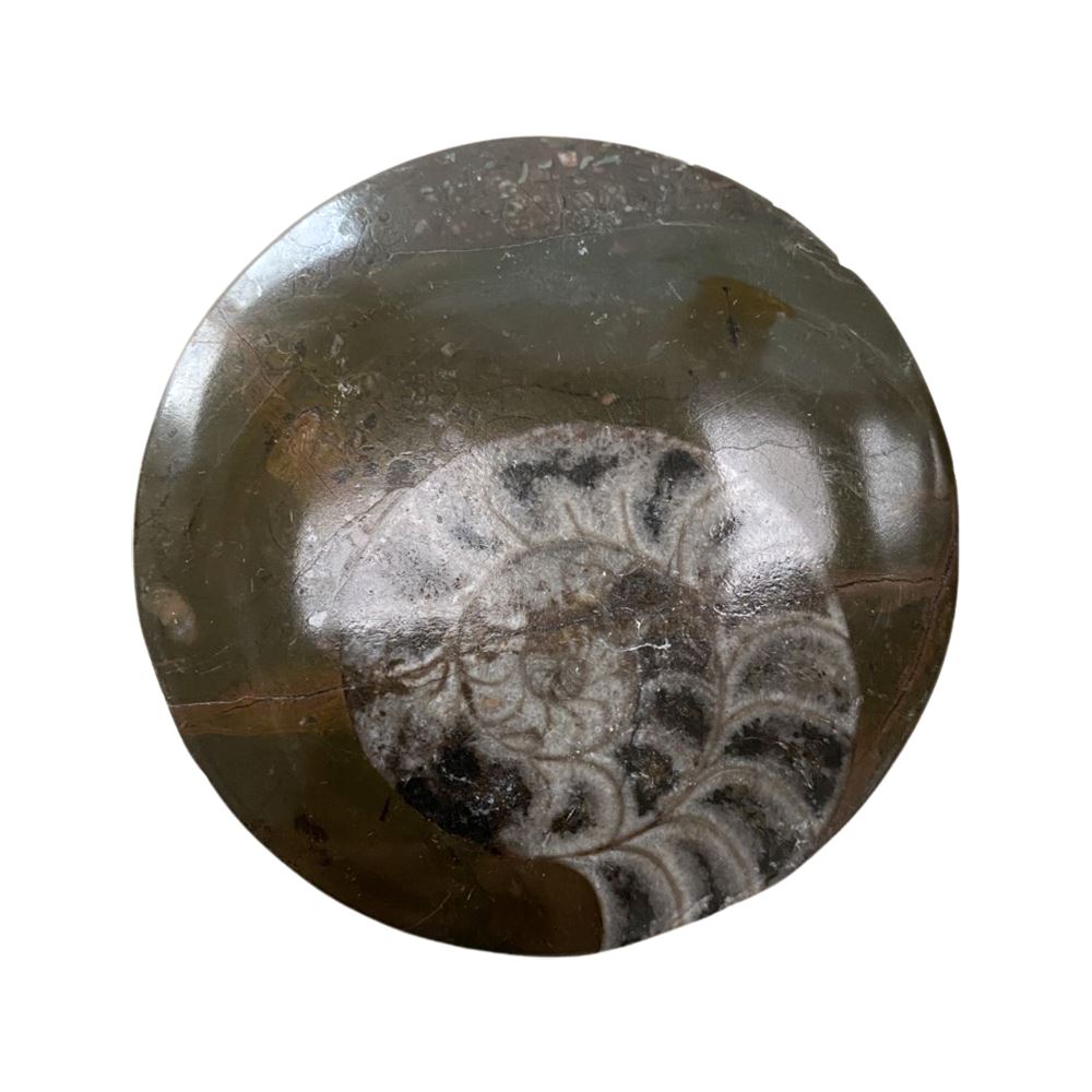 Goniatite Buttons, Standard, 5-9cm