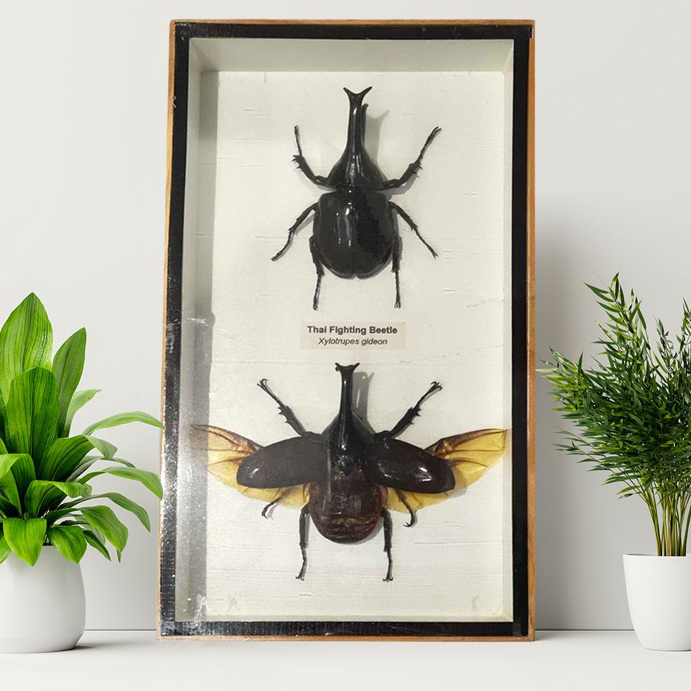 Taxidermy Fighting Beetle, Pair, Mounted Under Glass, 13x23cm