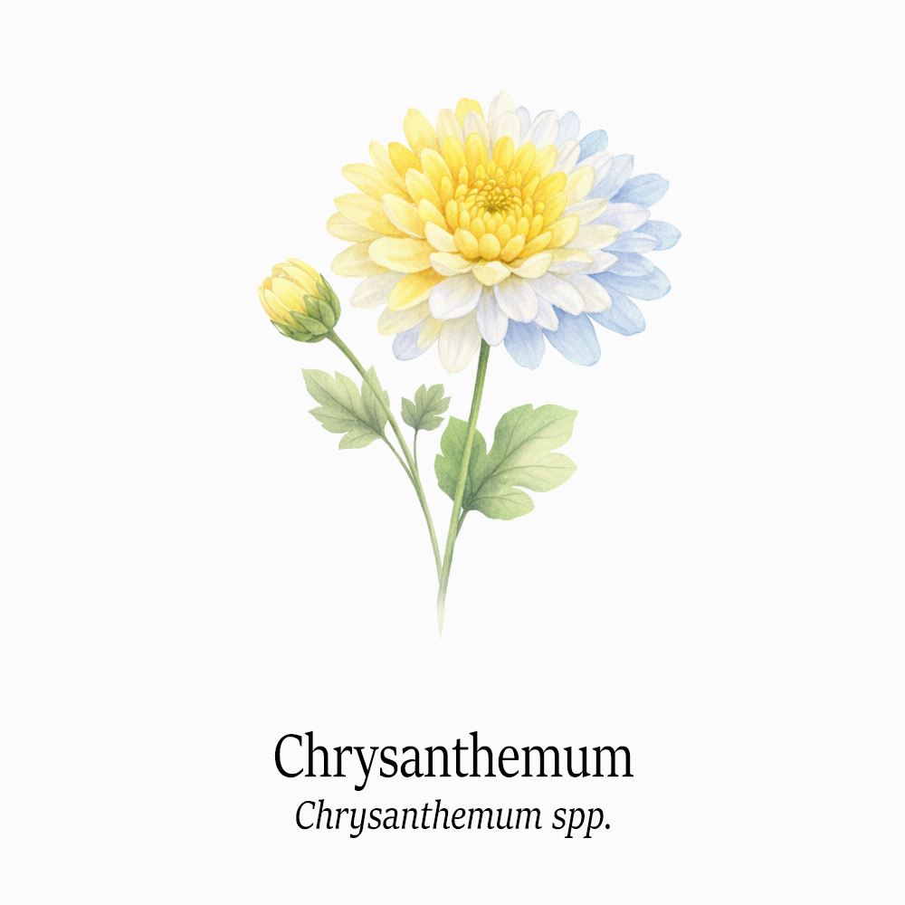 Petal Keepsakes Gemstone Bracelet, Chrysanthemum